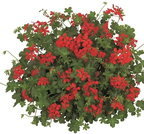 Geranio Parigino Balcon Imperial in Vaso da 14 cm