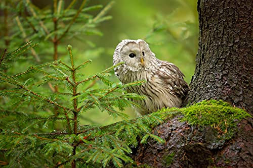 EULE Fototapete VLIES-250x186 cm (6212A)-Natur Wald Vogel Tiere Vögel Bäume Fotokunst Wandtapete-Inkl. Kleister-Vliestapete Bild Dekoration Wand-Dekor Moderne Motiv-Tapete Panorama Poster XXL