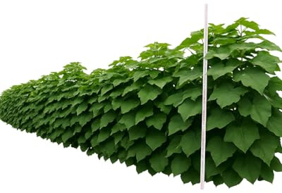 Paulownia Hybrid Kiri Blauglockenbaum, Deutsche Jungpflanze, Schnellwachsender Gartenbaum, Hochwertige Wurzelqualität, Made in Germany