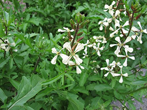 Italienische Rauke Eruca sativa (Rucola coltivata) 1000 Samen
