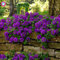Seltene Variety! 100 PC / bag Verbene hybride Samen Staude Pflanze vergossen Haus & Garten 95% Keimungrate Bonsai Blume 1