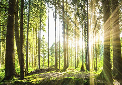 decomonkey Photo Wallpaper Forest 450 x 315 cm - Landscape Nature Trees Sun Wall Mural Home Decoration Non-Woven Murals Wall Art Modern Design Art Print Wood Bedroom Living Room Green Brown
