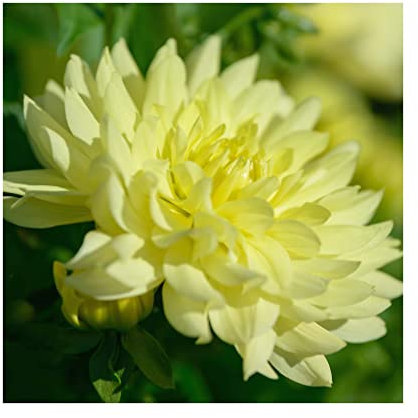 Dahlia Imagine XL Yellow - 3 Established Plants in 9cm pots - Dazzling Dahlias Vibrant Bedding Plants. Ready for pots or Hanging Baskets Plants Online.Summer Garden