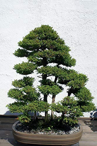 Cedro japonés Risala – 50 semillas – Cryptomeria Japonica – Bonsai Sugi Tree