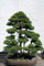 Cedro japonés Risala – 50 semillas – Cryptomeria Japonica – Bonsai Sugi Tree