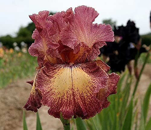 Bulbi iris,Bouquet di fiori carini che ondeggiano al vento,Specie rare di piante che vivono per molti anni-2,2bulbis