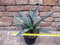 Macroacantha-agave 40 cm, cactus, vetplant