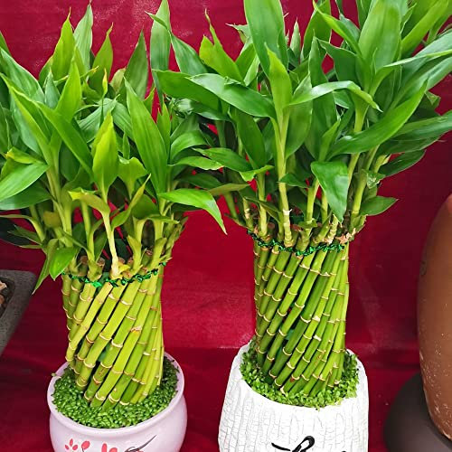 25 Glücksbambus Bonsai Samen Bambus Hydrokultur Pflanze Samen Glücksbambus Kaufen Lucky Bamboo Seed Bambuspflanze Hydrokultur Bonsai Samen Indoor Kunstbonsai