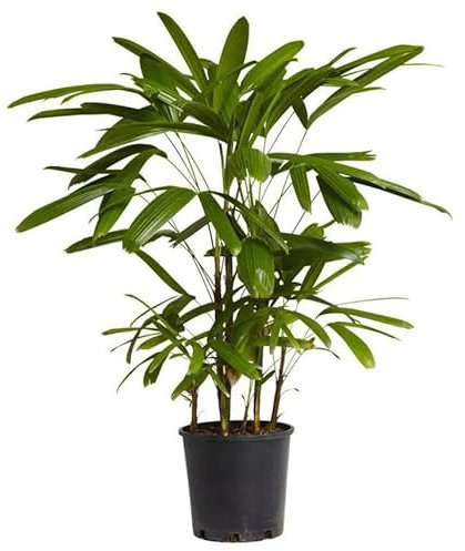 Palmera Bambú - Rhapis Excelsa - Planta de Interior Natural y Fácil de Cuidar