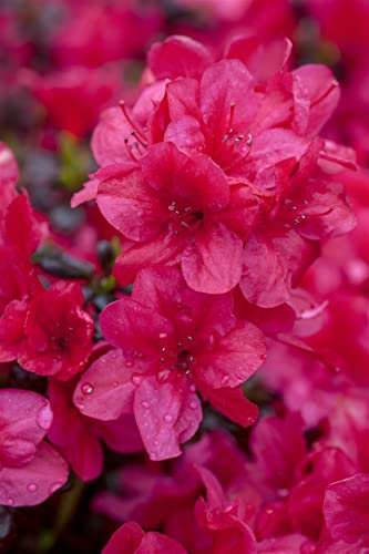 Rhododendron obtusum 'Diamant Rot' 15-20 cm - Azalee, leuchtend rote Blüten, Blütezeit April-Mai, ideal für Kübel und Rabatten, winterhart und pflegeleicht