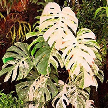 100: 100 Semi Palma Schildkröte Foglie Monstera Variegato Arboree Selten Colore Misto