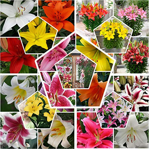 All Summer Lot de 50 bulbes de lys - 20 variétés au moins - Mélange de bulbes de fleurs pluriannuels et durs en hiver - Mélange de Hollande pour jardin et pot - Taille de l'oignon Ø 12-14 cm