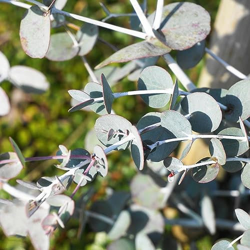 60 pcs eukalyptus pflanze samen, bonzai bäume, stauden winterhart mehrjährig (Eucalyptus robusta) eukalyptus samen kaufen, bonzai baum, herbst dekoration bäume garten winterhart