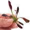 K2AQUA Echinodorus Aflame 1 Plant in Vitro Live Aquarium Plant Deep Purple Red Leaves Easy Care Low Maintenance Foreground Midground Tropical Freshwater Tank Natural Decoration Beginner Friendly