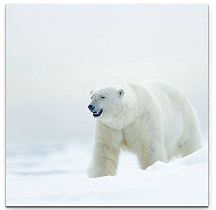 Paul Sinus Art Leinwandbilder | Bilder Leinwand 60x60cm Eisbär im Schnee