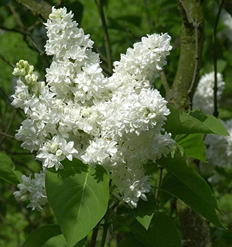 Edelflieder Madame Lemoine 80-100cm - Syringa vulgaris