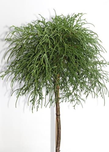 Grüne Fadenzypresse chamaecyparis 'filifera nana' Hochstamm 50-60 cm winterhart Freilandaufzucht
