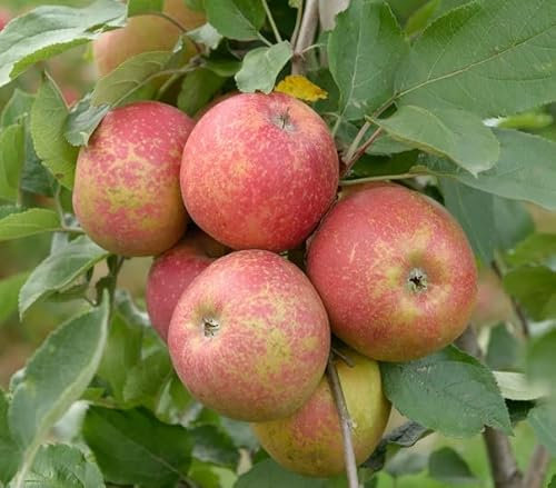 Roter Boskoop Halbstamm, Winterapfel, 150-170cm, im Topf