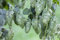 Humulus lupulus 40-60 cm - Hopfen, grüne Zapfen, Blütezeit Juli-September, ideal für Sichtschutz und Rankhilfen, bienenfreundlich, winterhart