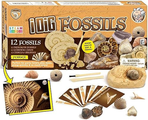 Fossilien Steine Ausgrabungsset Für Kinder Ausgrabung Fossilien Experimentierkästen Für Kinder Ab 7 8 9 10 Jahre