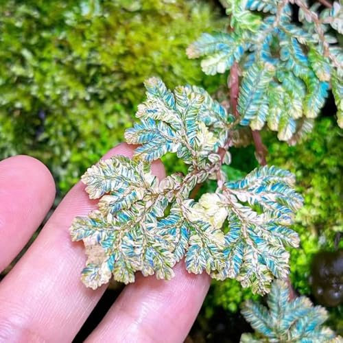 10 Pc Rosa De Jericó Cebollas Reales - Decoración De Jardín Para Exterior, Plantas De Estanque Tubérculos De La Rosa De Jericó, Plantas Perennes, Plantas Perennes Resistentes, Pequeños