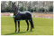 AMIGO Net Cooler Rug 5ft9 Fig Navy Tan