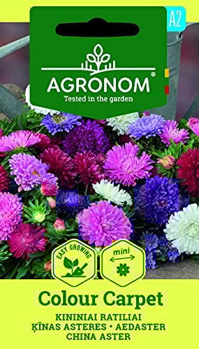 AGRONOM | SOMMERASTER COLOUR CARPET | Blumenssamen | Pflanze samen | Für Blumengärten mit einjährigen Pflanzen, Balkon, Grabbepflanzung, Beet und Topf geeignet | 1 Pack