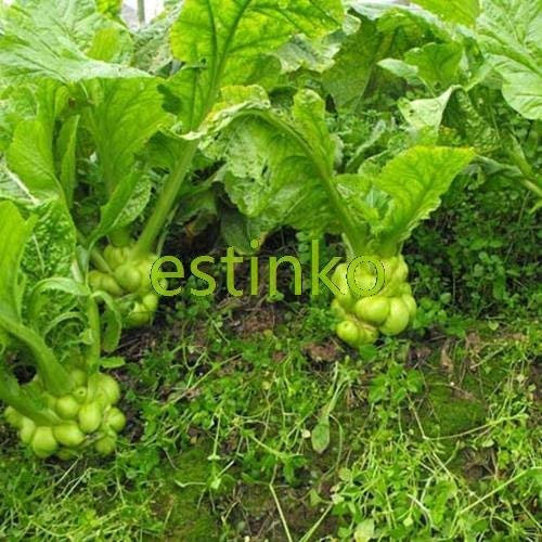 SwansGreen New Fresh Seeds 30 PCS/Pack Chinese Bonsai Elm Seeds,Woody Perennial Garden Seeds Ulmus Pumila Tree Seeds,#Y7KS63