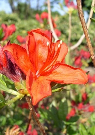 kupferrot blühende Garten Azalee Rhododendron luteum Royal Command 40-50 cm hoch im 5 Liter Pflanzcontainer