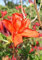 kupferrot blühende Garten Azalee Rhododendron luteum Royal Command 40-50 cm hoch im 5 Liter Pflanzcontainer
