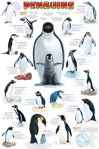 Educational - Bildung Pinguine - Penguins Bildungsposter Plakat Druck - Maxiposter Version in Englisch - Grösse 61x91,5 cm + 1 Ü-Poster der Grösse 61x91,5cm