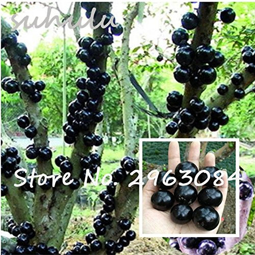 Semi di piante ornamentali Semi di Plinia cauliflora 100 pezzi Famiglia di frutta Myrtaceae Jabuticaba Pianta novella Semi di albero d'uva brasiliano