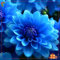 Dahlie, Zwiebel, winterhart, schöne Gartenbalkonblume, Kraut, mehrjährig, leuchtende Blume für den Garten-2 zwiebeln-I