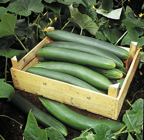 Gurken Salat Gurke Tanja bitterfrei bis 35 cm Länge Samen