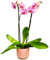 Beautiful Moth Orchid Real Houseplant. Twin Spiked Phalaenopsis Orchid Plant. A Live Potted Plant Perfect to Send for Any Occasion Including Mother's Day, Birthday, Christmas, Easter, Valentines.