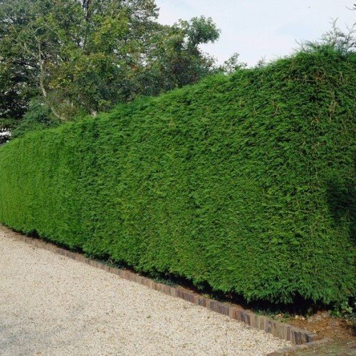 Cupressocyparis leylandii (Cipresso) [H. 150 cm.]