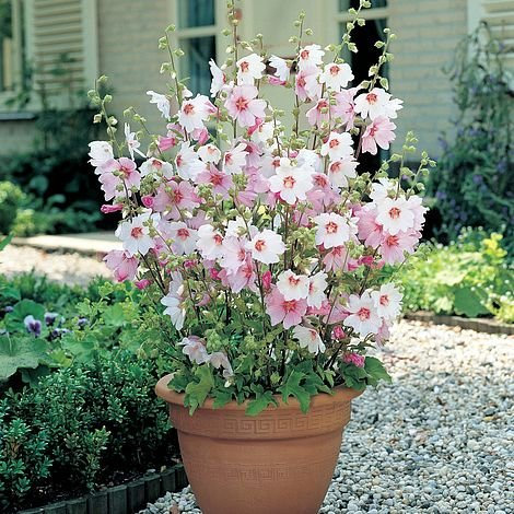 3 x Lavatera Barnsley Baby - Ready to Plant Shrubs - Tree Mallow