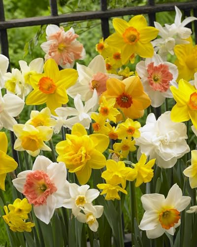 15 X Narcisi Misti - Daffodil Mix - Bulbi Alta Qualità (15)