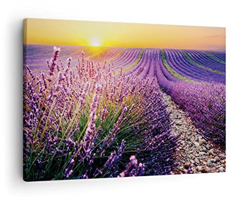 Bilder auf Leinwand Feld Lavendel Sonne Leinwandbild mit Rahmen 70x50cm Wandbilder Dekoration Wohnzimmer Schlafzimmer Küche Deko Klein Wanddeko Bild Wand Kunstdruck Art Wall Decor Canvas AA70x50-4703