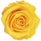 Générique VERDISSIMO Rose éternelle stabilisée Tige 55cm Diamètre 5 à 5,5cm (1, Jaune)