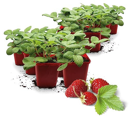 FLORTUS | Erdbeerpflanzen Walderdbeere Hummi® Waldfee | 12 XXL Pflanze | Walderdbeeren Pflanze im Topf | mehrjährig & winterhart | Erdbeeren aromatisch