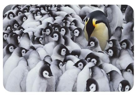 YOFIEN Pinguine, Kieselgur-Badematte, rutschfest, super saugfähig, Badezimmerteppich, Bodenmatte, 39,9 x 60,9 cm