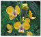 Eulophia speciosa - Orchidee - Orchideen - 20 Samen