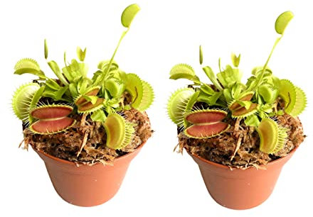 2 x Venus Flytrap Potted Plants (Dionaea muscipula, Fly Trap) in 9cm Pot