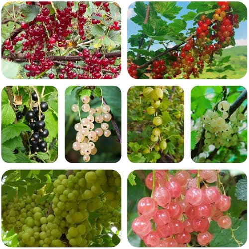 semillas resistentes de plantas de grosella - Arbustos perennes resistentes, fruta fresca, planta en maceta plantando grosellas camas elevadas para jardín plantas verdes interior 450pcs