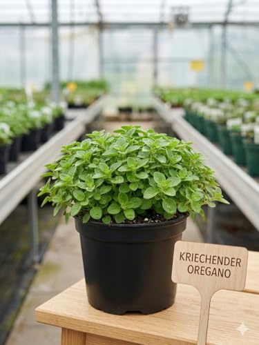 Kriechender Oregano 2er-Set – Winterharte Kräuter-Pflanzen im 12cm Topf – Aromatisches Küchenkraut, Bodendecker & bienenfreundlich – Mehrjährig, Teppich-Oregano für Garten & Balkon