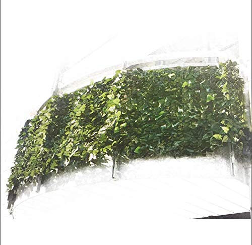 Sichtschutz Hecke Efeu Windschutz, Sichtschutzhecke