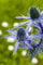 Eryngium planum ca. 9x9 cm Topf - Flachblatt-Mannstreu, stahlblaue Blüten, Blütezeit Juli-September, ideal für Rabatten, trockenheitsresistent, bienenfreundlich