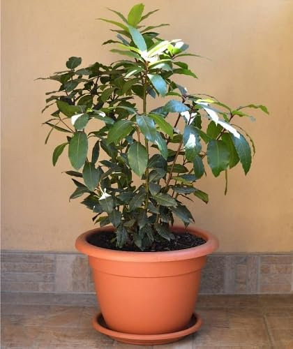 50 semillas de planta de hoja de laurel