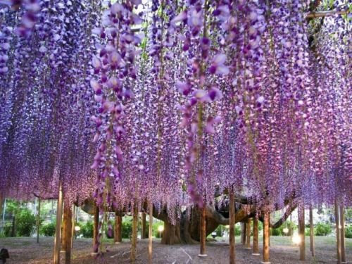 Bolusanthus Speciosus - Baum Wisteria - seltene tropische Pflanze Baum Samen (8)